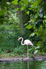 Flamingo (10 von 21).jpg